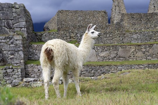 Machu Picchu, Lama in the ruined city of the Incas, Andes Cordilleria, Urubamba province, Cusco, Peru