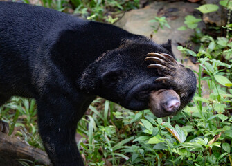 Borneo Sun Bear