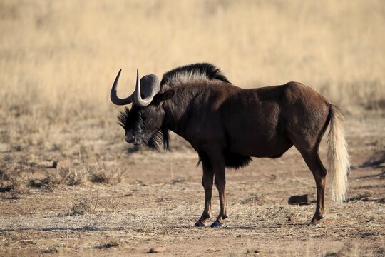 White-tailed gnu (Connochaetes gnou), adult, alert, foraging, Mountain Zebra National Park, Eastern Cape, South Africa