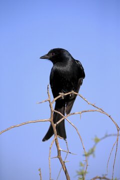 Fork-tailed drongo (Dicrurus adsimilis), adult, on standby, Mountain Zebra National Park, Eastern Cape, South Africa