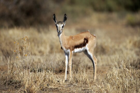 Springbok (Antidorcas marsupialis), young, alert, Mountain Zebra National Park, Eastern Cape, South Africa
