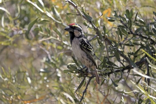 Acacia pied barbet (Tricholaema leucomelas), adult, on tree, Mountain Zebra National Park, Eastern Cape, South Africa