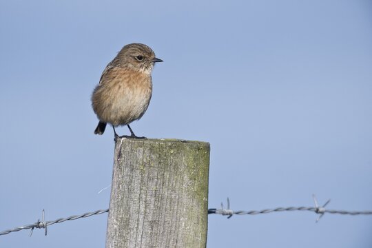 European stonechat (Saxicola rubicola), female, Lower Saxony, Germany