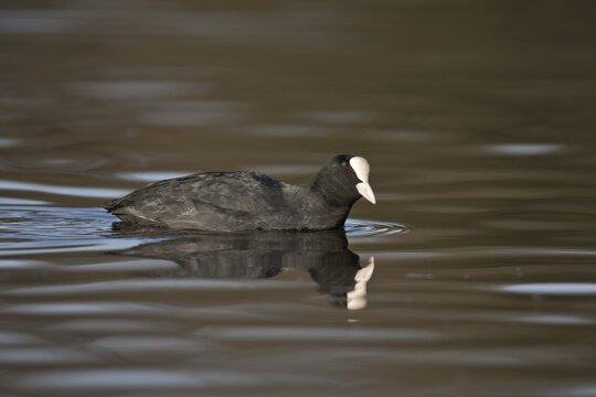 Common coot (Fulica atra), Emsland, Lower Saxony, Germany