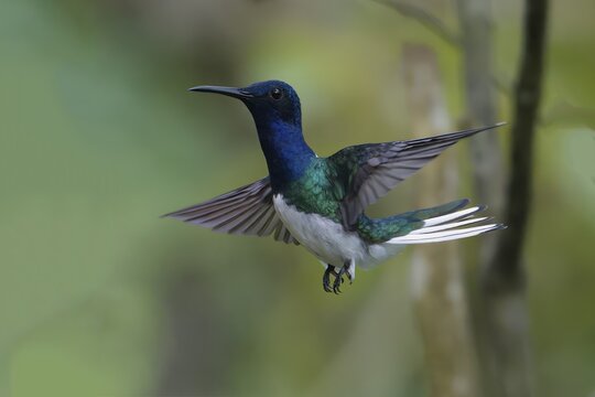 Male White necked Jacobin (Florisuga Mellivora) in flight, Manu National Park cloud forest, Peru