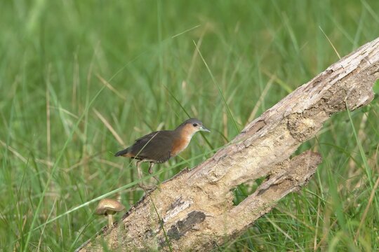 Rufous-sided Crake (Laterallus melanophaius) on branch, Manu National Park, Peruvian Amazon, Peru