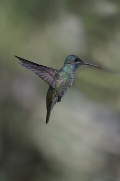 Female White necked Jacobin (Florisuga Mellivora) in flight, Manu National Park cloud forest, Peru