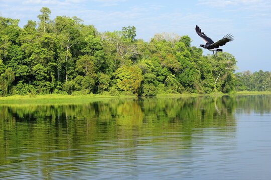 Horned screamer (Anhima cornuta) flying over the Amazon Tropical Rain Forest at Oxbow Lake, Manu National Park, Peruvian Amazon, Peru
