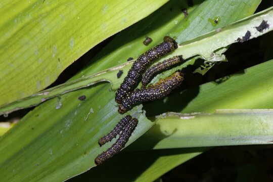 Black caterpillars with yellow spots, Manu National Park, Peruvian Amazon, Peru