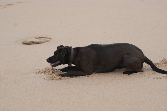 Perro negro en la playa tirado en la arena