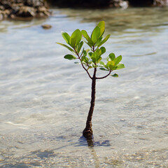 A mangrove tree sprouting in shallow water