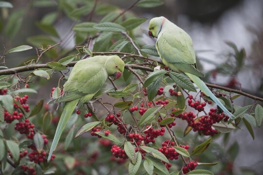 Rose-ringed parakeets (Psittacula krameri) in a fruit-bearing loquat bush, Rhineland-Palatinate, Germany
