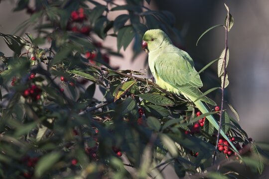 Rose-ringed parakeet (Psittacula krameri) in a fruit-bearing loquat bush, Rhineland-Palatinate, Germany