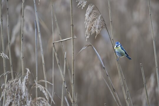Blue tit (Parus caerulea) sitting in the reeds, Baden-W&uuml;rttemberg, Germany