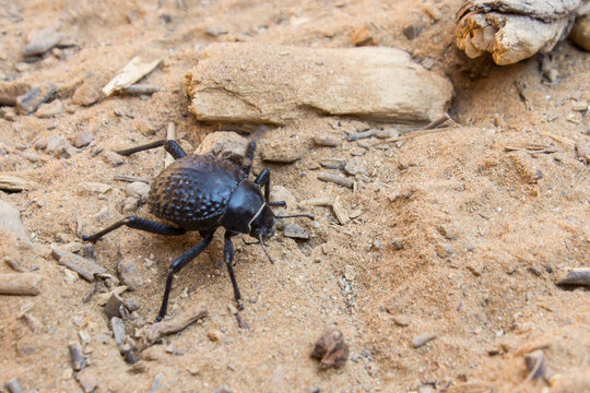 A toktokkie beetle, also known as a darkling beetle on the sandy ground, in the Sesriem Canyon of Namibia.