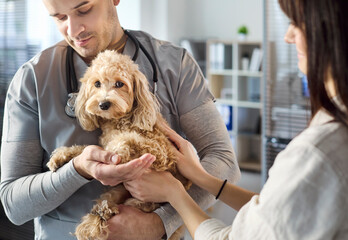 Veterinarian holds dog as owner observes checkup. Kind vet in scrubs supports a small doodle during...