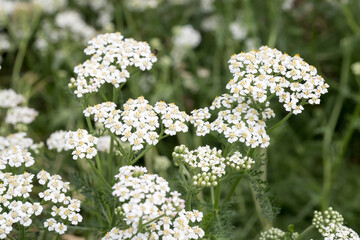 Beautiful common yarrow (Achillea millefolium) flowers. © Reallyice
