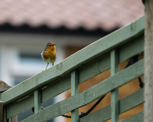 Robin Sitting on a Garden Fence