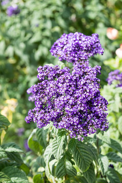 Beautiful common heliotrope (Heliotropium peruvianum) flowers.