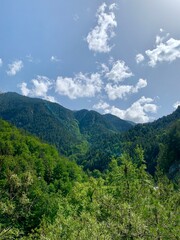 Naklejka premium forest in the mountains