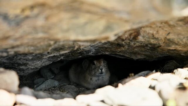 A close-up of a small field gopher hiding under a large rock on a sunny day. The frightened animal