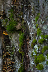 Close-up view of tree bark with colorful fungi and vibrant moss in a forest during daylight hours. Hiking in Carpathian Mountains. Ukraine