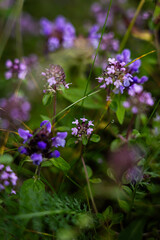 Fototapeta premium Purple thyme flowers bloom in a lush green meadow during the warm afternoon sunlight of late spring. Hiking in Carpathian Mountains. Ukraine