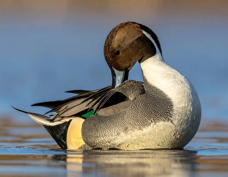 Pintail duck preening, brown head and white chest, on water. Sunlit, clear sky reflection on pond surface