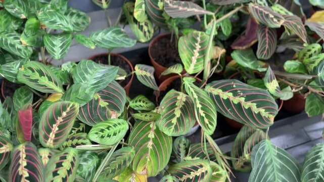 Prayer plant maranta with patterned green and red leaves, decorative houseplant concept for indoor decor, tropical greenery and calm atmosphere.