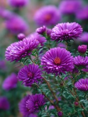 Obraz premium Purple Daisy-like Flowers in a Garden Setting