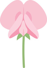 Fototapeta premium Elegant Pink Orchid Blossom Illustration for Chinese New Year Floral Decoration and Festive Design