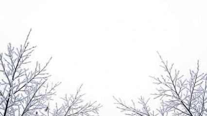 Obraz premium Snowy tree branches against white sky