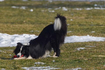 Border collie playing with toy on grassy field
