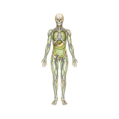 Detailed Human Anatomy Illustration Showing Internal Organs Skeleton Blood Vessels and Lymphatic System