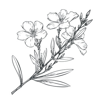 Oleander flowering branch with delicate blossoms and buds, showcasing its natural beauty in a detailed botanical line art illustration.