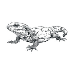 Obraz premium Detailed black and white lizard illustration showcases the intricate scales and powerful build of this fascinating reptile, rendered in a classic engraving style.