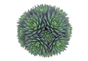 Fototapeta premium Spherical Arrangement of Blue- Green Succulent Plants isolated on transparent background