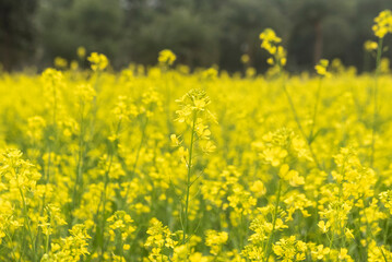 Bright yellow Mustard field in a village