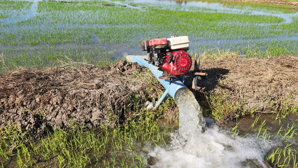 Water pump irrigating a rice field in an agricultural area, supplying water to young rice plants and representing irrigation systems, water management, and traditional farming practices
