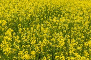 Bright yellow Mustard field in a village