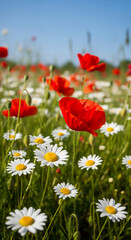 Fototapeta premium Scenic view of vibrant red poppy flowers and white daisy flowers in a green field under a clear blue sky, symbolizing serenity and natural beauty