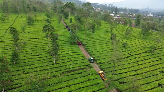 aerial drone shot of vehicle with tourists move through the rows of tea plants. Natural top view of lush green tea garden plantations. Real time outdoor natural lighting RAW no edit video footage