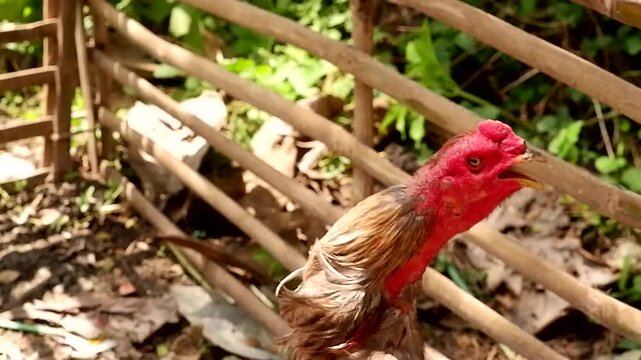 red rooster in the farm
