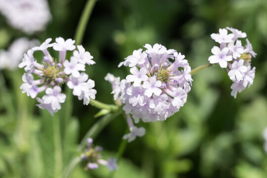 Beautiful slender vervain (Verbena rigida) flowers.