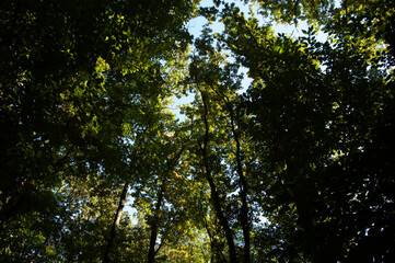 Obraz premium Tree branches with dense green leaves against a clear blue sky. Natural canopy view from below, fresh summer foliage and soft daylight creating a calm outdoor background.