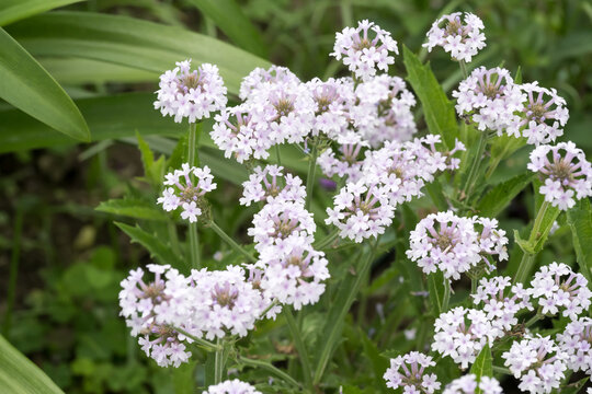 Beautiful slender vervain (Verbena rigida) flowers.