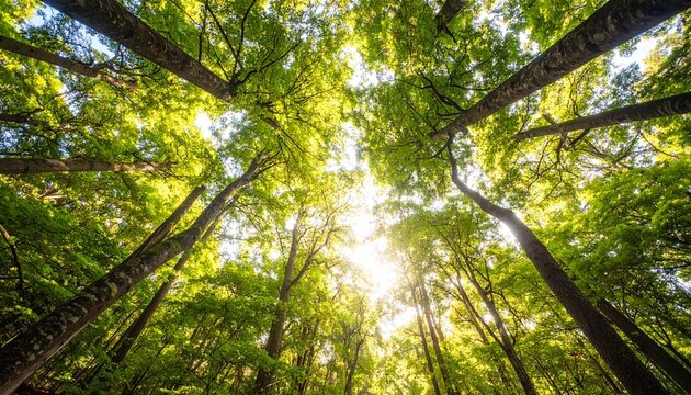 sun shining through trees