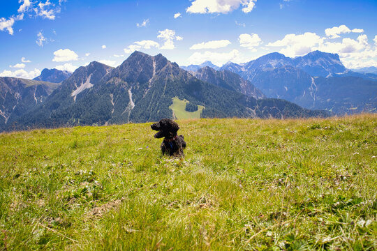A charming black cockerpoo sits alert in a lush, wildflower-filled alpine meadow atop a high mountain plateau. 