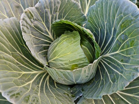 A fresh lush green organic cabbage growing naturally in the garden.