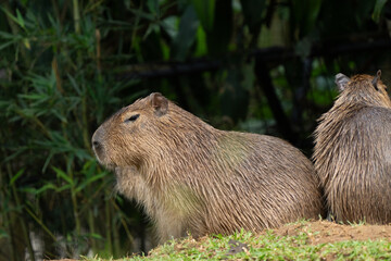 Capybara gets close up in Costa Rica